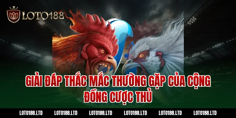 Giải đáp thắc mắc thường gặp của cộng đồng cược thủ Loto188