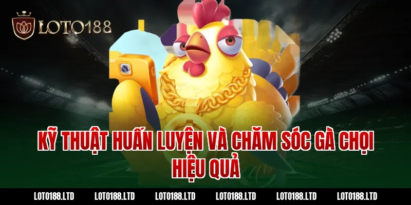 Kỹ thuật huấn luyện và chăm sóc gà chọi hiệu quả tại Loto188